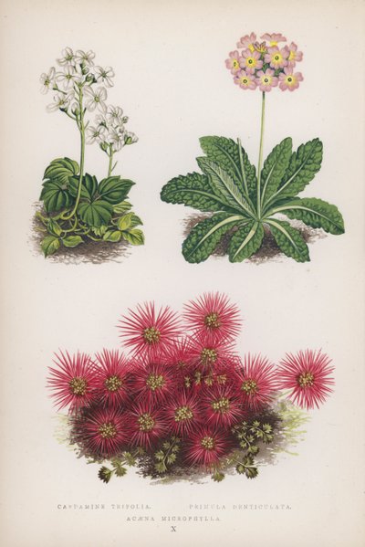 Cardamine Trifolia; Primula Denticulata; Acaena Microphylla da English School