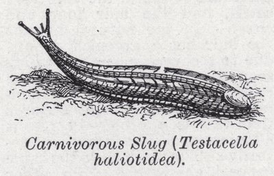 Lumaca carnivora, Testacella haliotidea da English School
