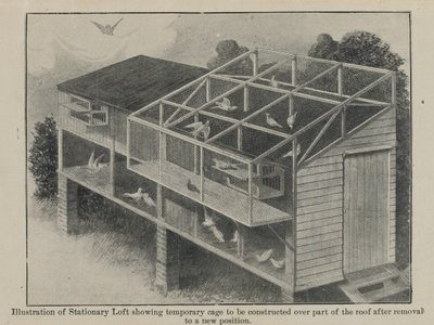 Piccioni viaggiatori in guerra, marzo 1918 da English School