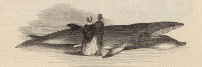 Caccia a una balena al molo di Deptford: la balena da English School
