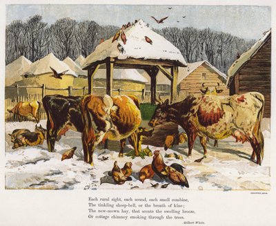 Bovini e galline in un cortile innevato (incisione colorata) da English School