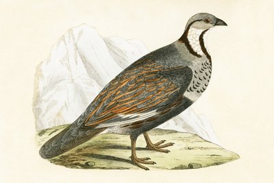 Pernice delle nevi caucasica, illustrazione da 