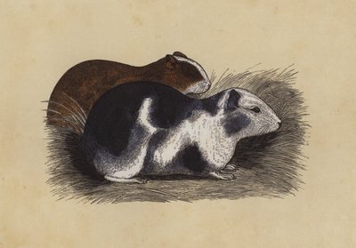 Cavia da English School