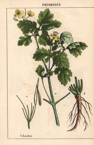 Chelidonia con fiori gialli e radici, da 