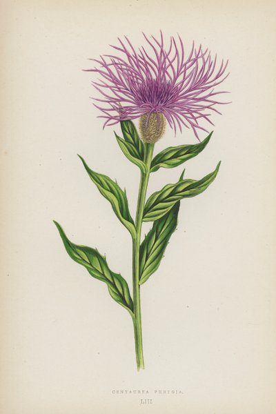 Centaurea Phrygia (litografia a colori) da English School