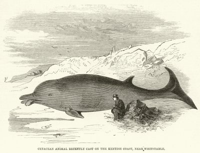 Cetaceo recentemente trovato sulla costa del Kent, vicino a Whitstable da English School
