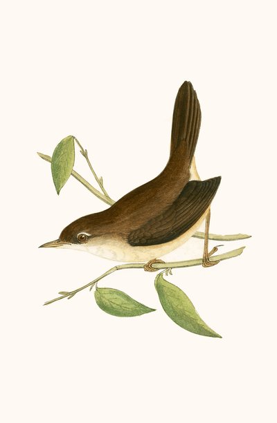 Cetti