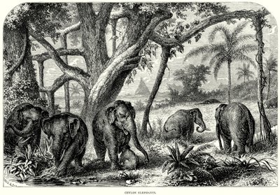 Elefanti di Ceylon (incisione) da English School