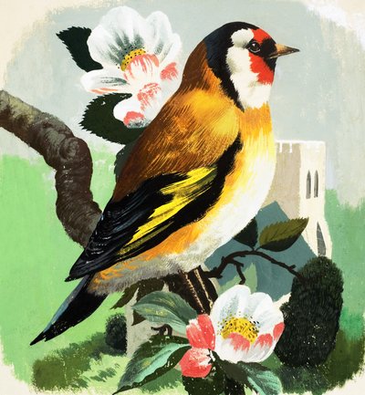 Fringuello (gouache su carta) da English School