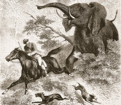 Inseguito da un elefante, illustrazione da L