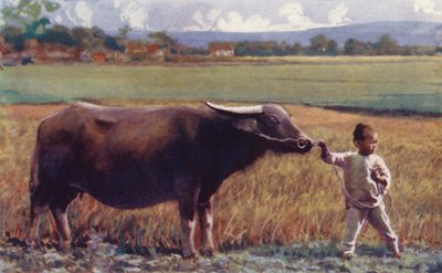 Bambini della Cina: bambino che guida il bufalo da English School
