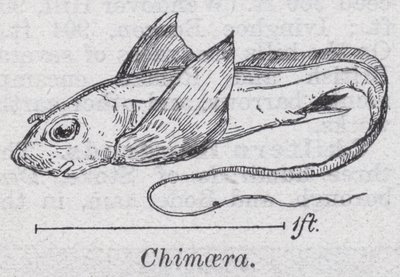 Chimera da English School