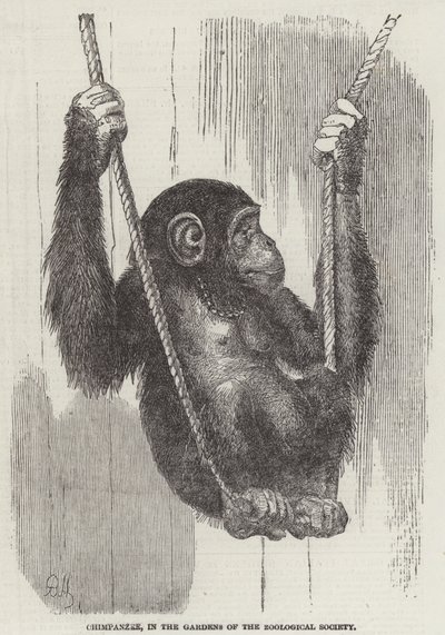 Scimpanzé, nei giardini della Zoological Society da English School