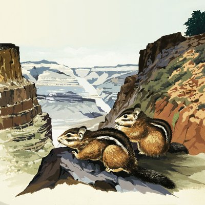 Scoiattoli al Grand Canyon National Park da English School