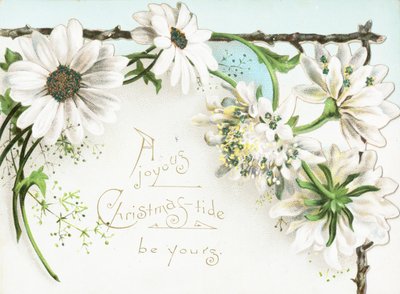 Fiori di Natale da English School