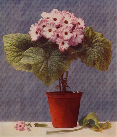Cineraria da English School