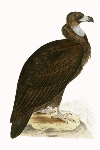 Avvoltoio Monaco, illustrazione da 