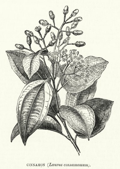 Cannella, Laurus cinnamomum da English School