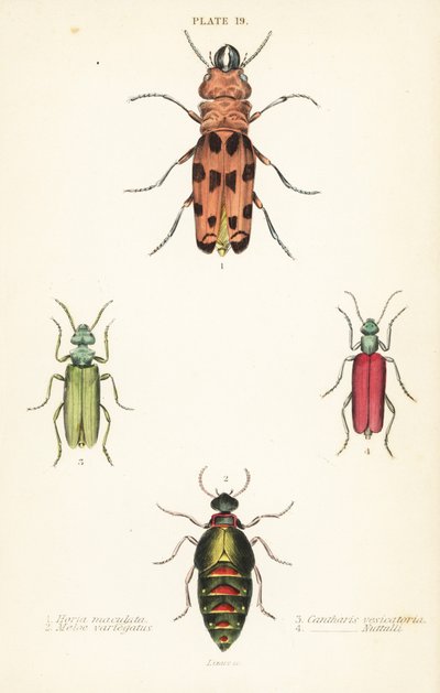 Cissites maculata 1, coleottero dell