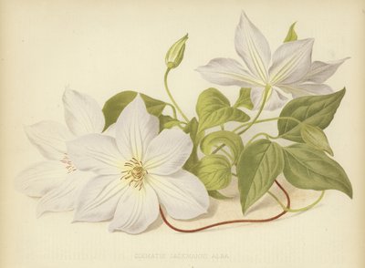 Clematis Jackmanni Alba da English School