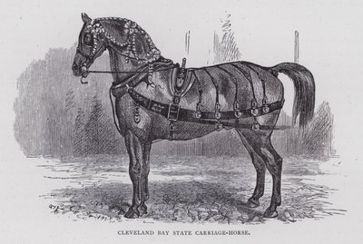 Cavallo da carrozza di stato di Cleveland Bay da English School