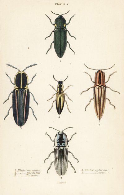 Scarabeo click: Elater faro, Pyrophorus noctilucus, Chalcolepidius porcatus, scarabeo click allineato, Agriotes lineatus, Elater suturalis, e Semiotus distinctus da English School