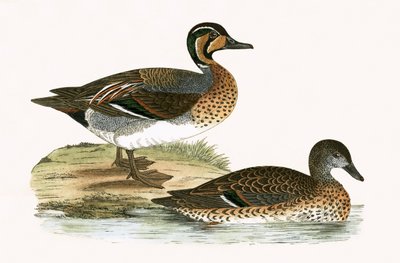 Anatre chiocciole, illustrazione da 