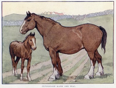Cavalla Clydesdale e puledro da English School