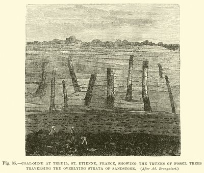 Miniera di carbone a Treuil, St Etienne, Francia, che mostra i tronchi di alberi fossili che attraversano gli strati sovrastanti di arenaria da English School