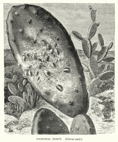 Insetto della cocciniglia, Coccus cacti (incisione) da English School