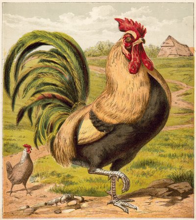 Gallo da English School