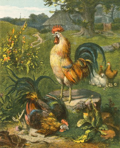 Gallo, il Vincitore da English School