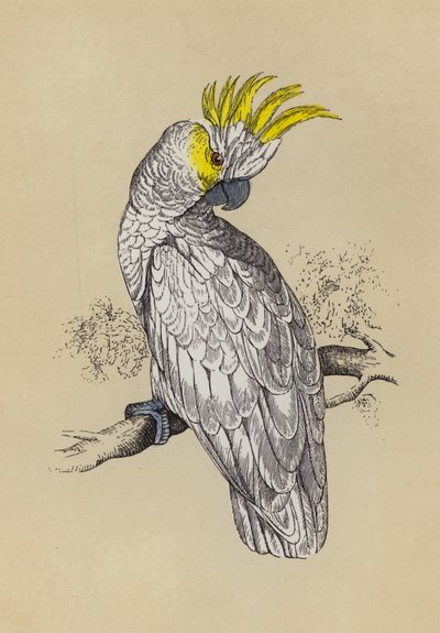Cacatua da English School