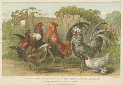 Galli e galline da English School