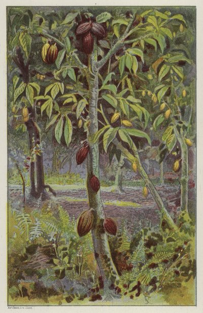 Piantagione di cacao, Trinidad da English School