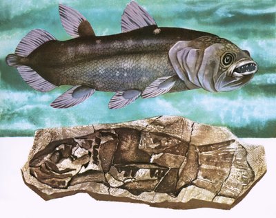 Celacanto e il suo fossile da English School