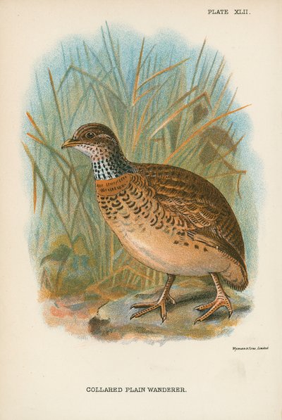 Collared Plain Wanderer da English School