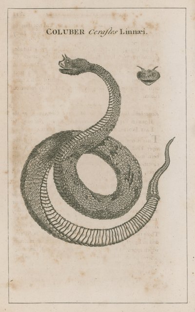 Coluber Cerastes Linnaei; Vipera cornuta d