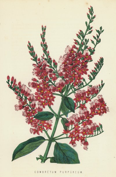 Combretum purpureum da English School