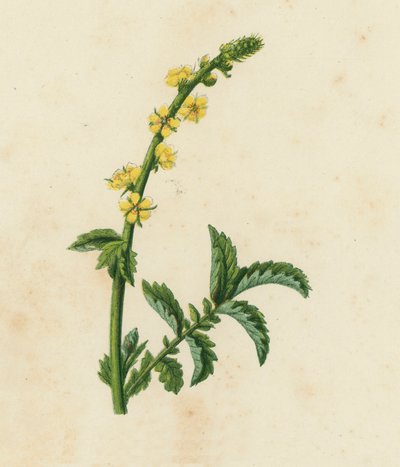 Agrimonia Comune, Agrimonia Eupatoria da English School