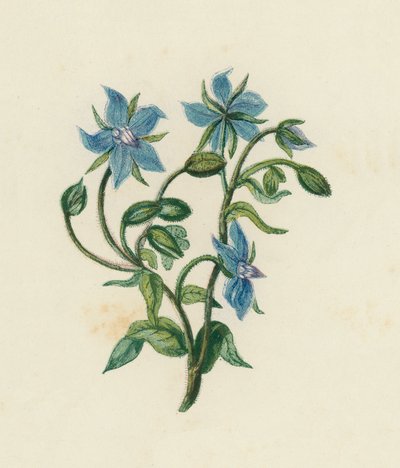 Borragine comune, Borago Officinalis da English School