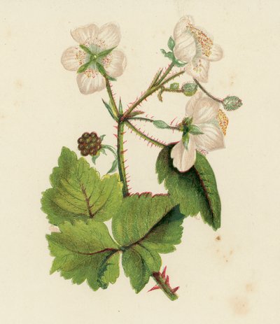 Rovo comune o mora, Rubus Fruticosus da English School