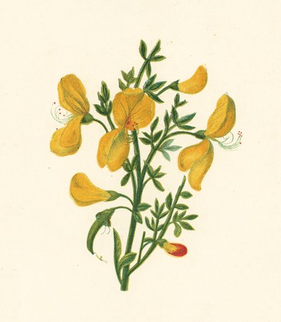Ginestra comune, Cytisus Scoparius da English School