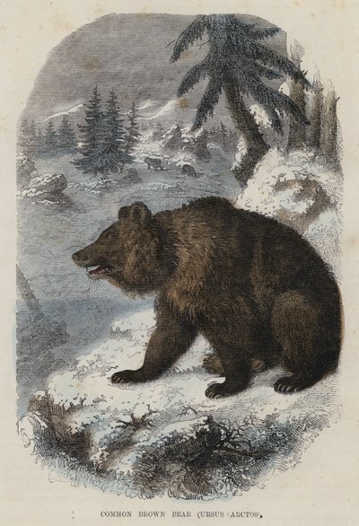Orso bruno comune, Ursus Arctos da English School