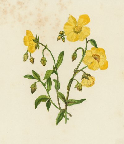 Cisto comune, Helianthemum Vulgare da English School