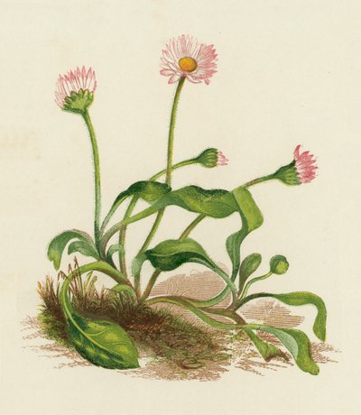 Margherita comune, Bellis Perennis da English School
