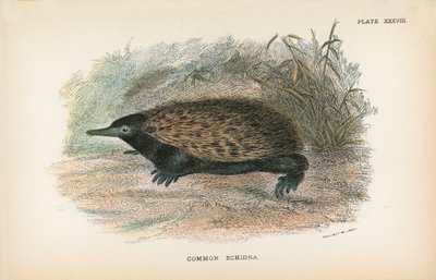 Echidna comune da English School