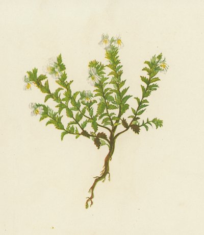Eufrasia Comune, Euphrasia Officinalis da English School