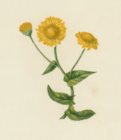 Pulicaria Dysenterica da English School