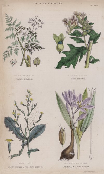 Cicuta comune; Giusquiamo nero; Lattuga velenosa o fortemente profumata; Zafferano autunnale da English School